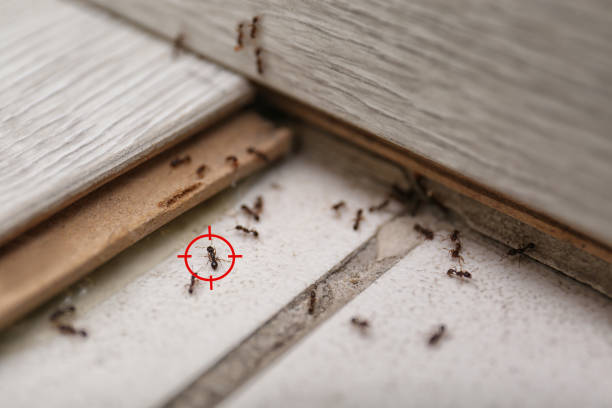 Best Best Pest Control Companies  in Mobridge, SD