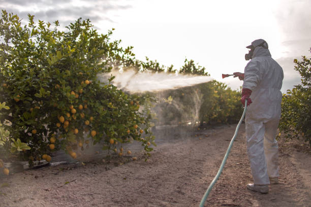Best Wasp Removal Services  in Mobridge, SD