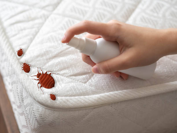 Best Mosquito Control Services  in Mobridge, SD