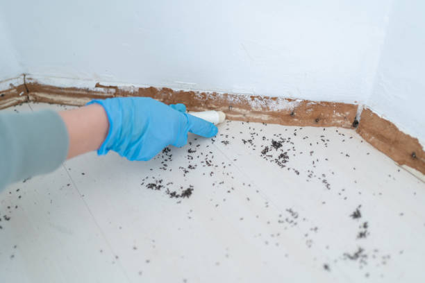Reliable Mobridge, SD Pest Control Solutions